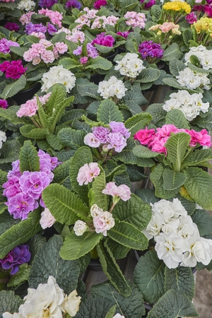 colorful primroses in spring seasonの写真素材