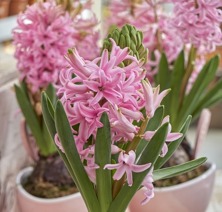pink hyacinth in the vaseの写真素材