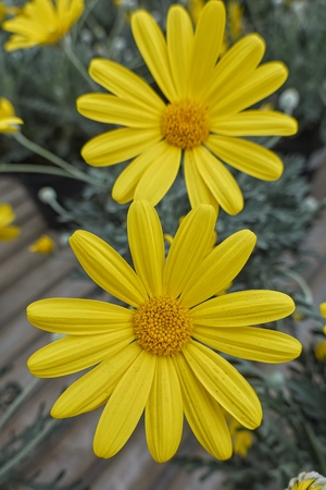 yellow daisy in bloom in springの写真素材