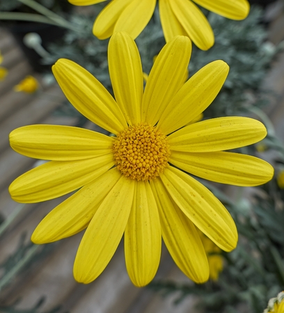 yellow daisy in bloom in springの写真素材