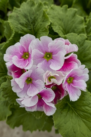 geranium in bloom in the gardenの写真素材
