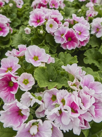 geranium in bloom in the gardenの写真素材