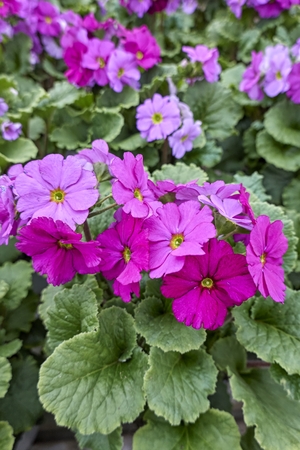 colorful primroses in spring seasonの写真素材