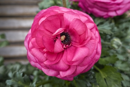 pink peonia flower in bloom in spring