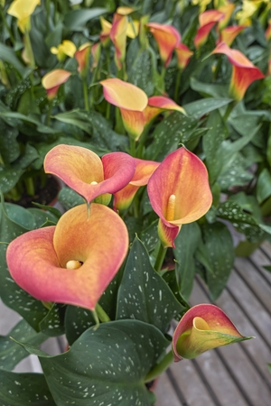 colored calla lily in the gardenの写真素材