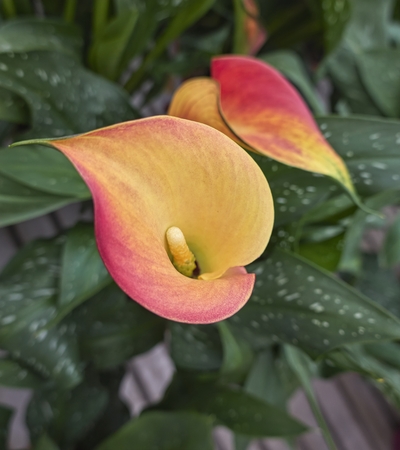 colored calla lily in the gardenの写真素材