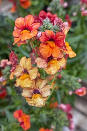 flower in bloom in the gardenの写真素材