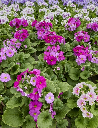 colorful primroses in spring seasonの写真素材