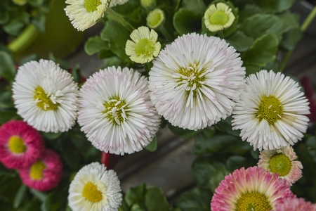 bellis perennis daisy pomponette flowerの写真素材