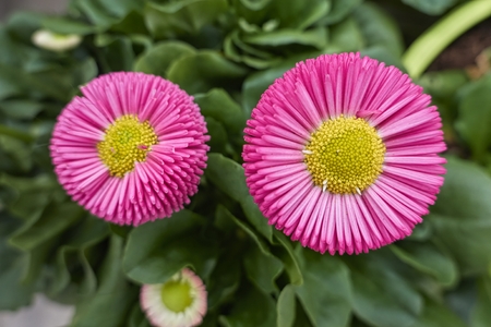 bellis perennis daisy pomponette flowerの写真素材