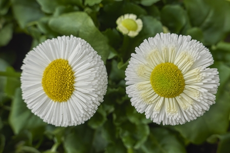 bellis perennis daisy pomponette flowerの写真素材