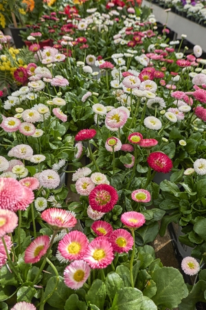 bellis perennis daisy pomponette flowerの写真素材