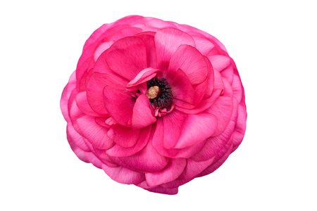 pink peonia flower on white backgroundの写真素材