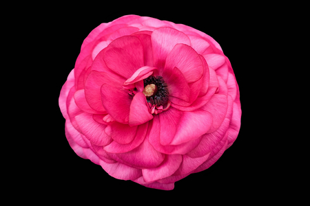 pink peonia flower on black backgroundの写真素材