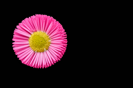 isolated bellis perennis daisy pomponette on black backgroundの写真素材