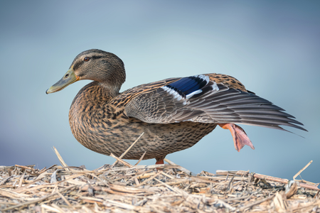 duck in the farmの写真素材