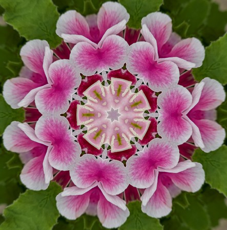 kaleidoscope floral background for decorationの写真素材