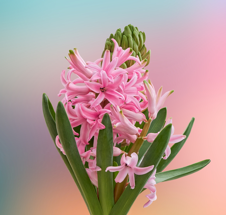 pink hyacinth on texture backgroundの写真素材
