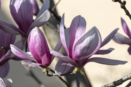 magnolia flower on treeの写真素材
