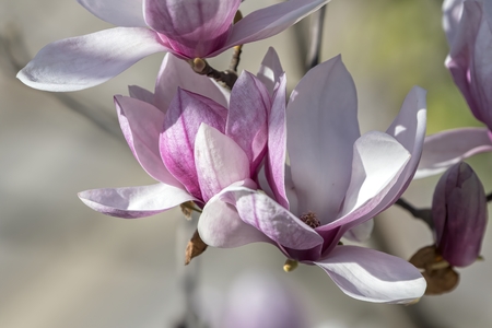 magnolia flower on treeの写真素材