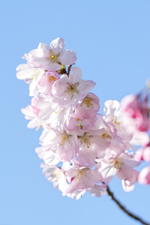pink flower on the tree in springの写真素材