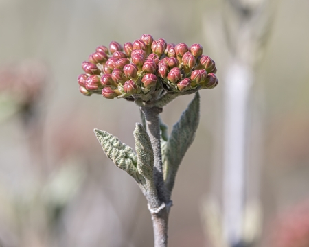 bud on plant in springの写真素材
