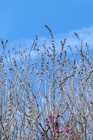 tree in bloom in springの写真素材