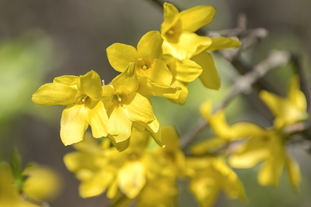 forsythia in bloom in springの写真素材