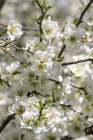 white flower on the tree in springの写真素材