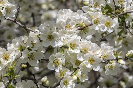 white flower on the tree in springの写真素材