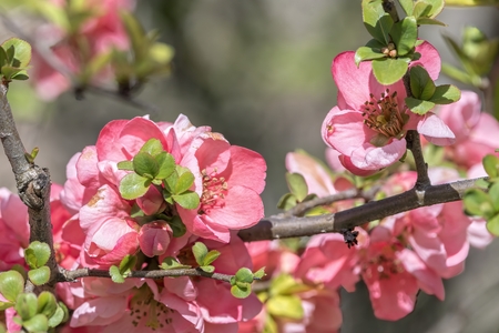 pink flower on the tree in springの写真素材