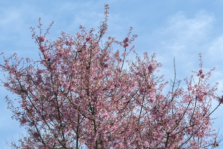 tree in bloom in springの写真素材