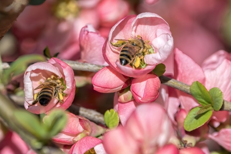 bee sucking nectar on flowerの写真素材