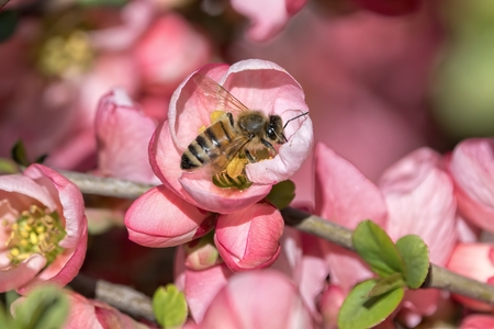 bee sucking nectar on flowerの写真素材