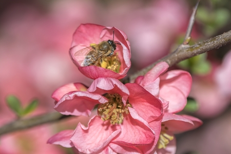 bee sucking nectar on flowerの写真素材
