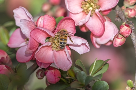 bee sucking nectar on flowerの写真素材