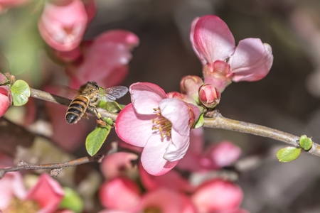 bee sucking nectar on flowerの写真素材