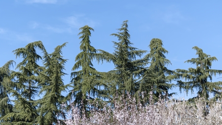 pine  tree in the mountainの写真素材