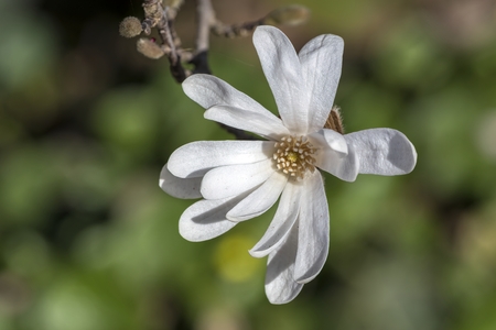 star magnolia in bloom on treeの写真素材
