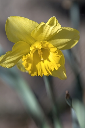 daffodils bloom in spring in the gardenの写真素材