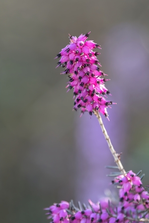 heather flower in bloomの写真素材