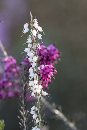 heather flower in bloomの写真素材