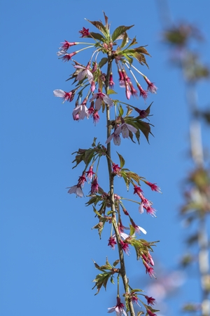 pink flower on the tree in springの写真素材