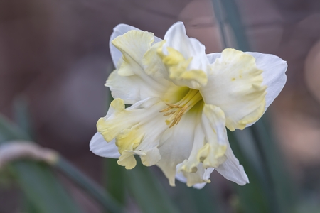 daffodils bloom in spring in the gardenの写真素材