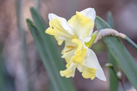 daffodils bloom in spring in the gardenの写真素材