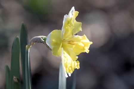 daffodils bloom in spring in the gardenの写真素材