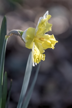 daffodils bloom in spring in the gardenの写真素材