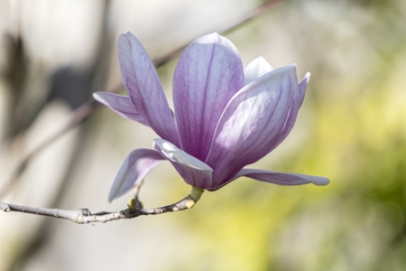 magnolia flower on treeの写真素材