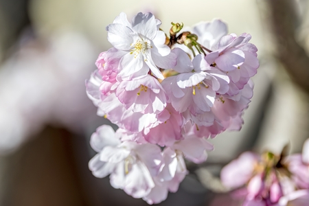 pink flower on the tree in springの写真素材