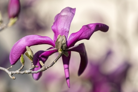 magnolia flower on treeの写真素材